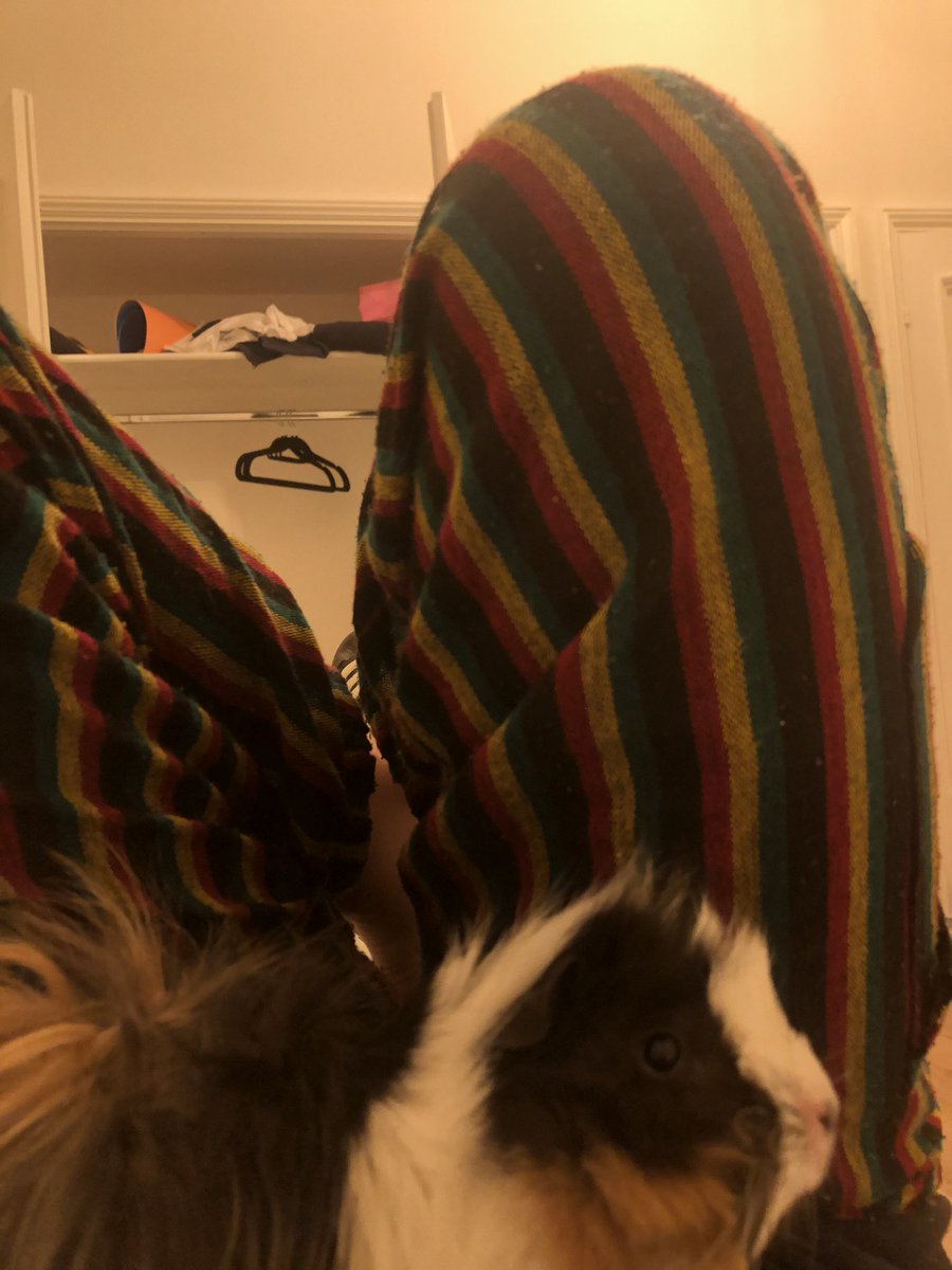 jaci_lovs's tweet photo. Les juro que es el mejor ser vivo que existe, ignoren mi pantalón de viejo https://t.co/GbifLgZs4Q