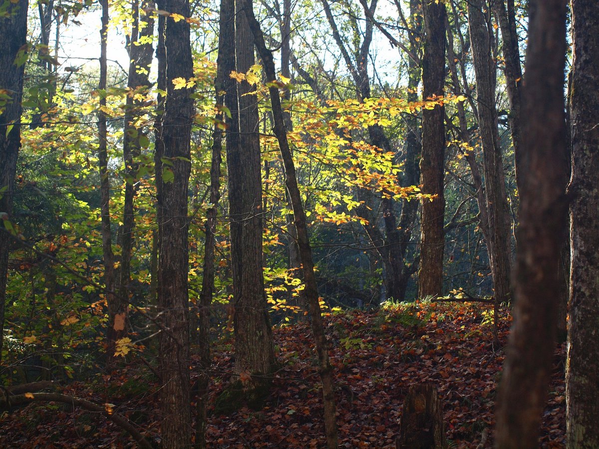 Claymoreconcept's tweet photo. Hiking in the Manistee National Forest with my rescue puppy, Magnus. This was my first realu attempt at some photography with a real DSLR camera. #photography #PhotoOfTheDay #hiking #dogs #art https://t.co/D4hH8hagW2