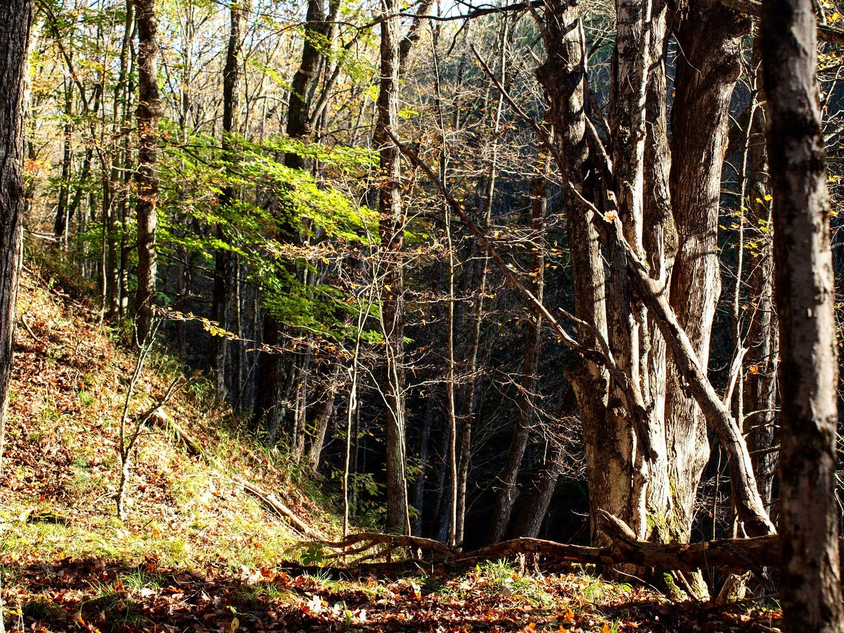 Claymoreconcept's tweet photo. Hiking in the Manistee National Forest with my rescue puppy, Magnus. This was my first realu attempt at some photography with a real DSLR camera. #photography #PhotoOfTheDay #hiking #dogs #art https://t.co/D4hH8hagW2