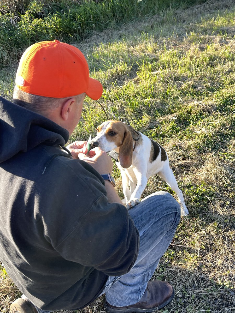 HideSteel's tweet photo. Took this evening off and spent it with the princesses. They're such good babies. They love this! And, so do we!
#dogsoftwitter #dogs #beagles #beagle #beaglepups #outdoorfun https://t.co/uuvsPBucUk