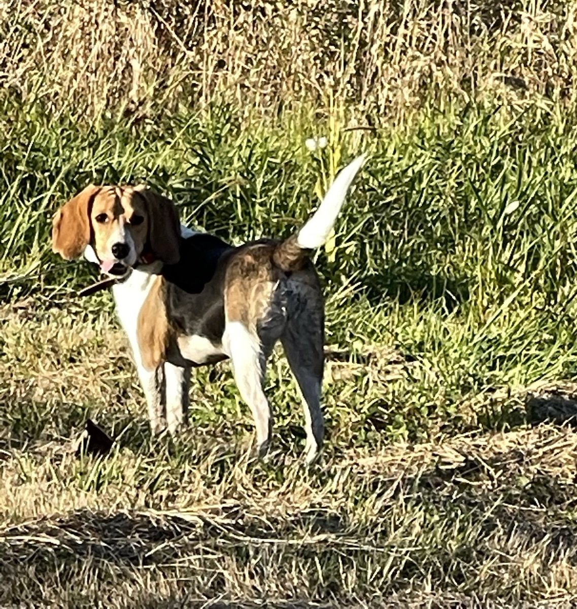 HideSteel's tweet photo. Took this evening off and spent it with the princesses. They're such good babies. They love this! And, so do we!
#dogsoftwitter #dogs #beagles #beagle #beaglepups #outdoorfun https://t.co/uuvsPBucUk