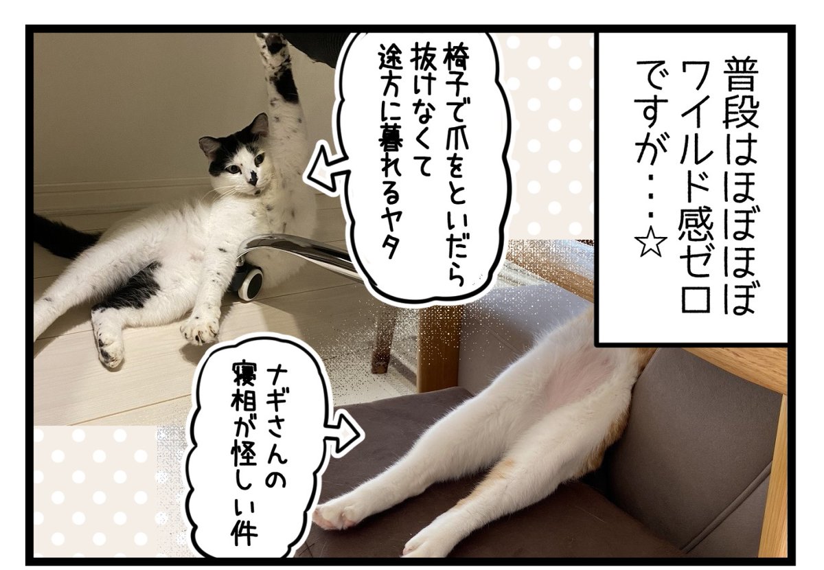 帰宅感知能力がハンパない猫

ところで何の音だったかは気になるけど忘れよう🤔👽

#猫との暮らし #漫画が読めるハッシュタグ  #コミックエッセイ 