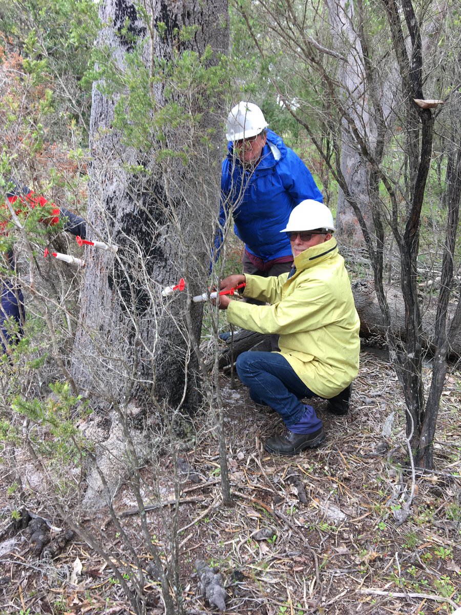 Phytophthora dieback is an infection which attacks a plants root system affecting more than 40 per cent of native plant species in the south-west. Want to support an environmental group in protecting our native species at a community workshop? Find out more at our FB events page!
