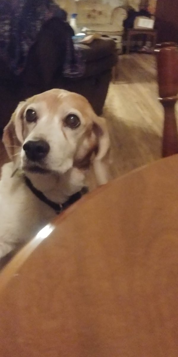 jztkddng's tweet photo. OK....one more Daphne #throwback. Sweet girl. #beagle #periscoping https://t.co/woLJ6KAMs0