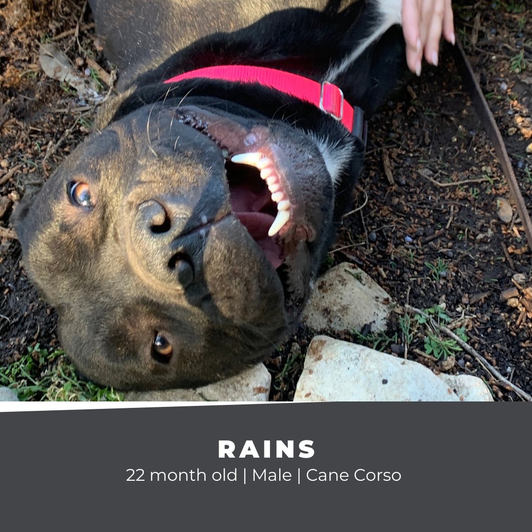 Cane Corso Rescue tweet media
