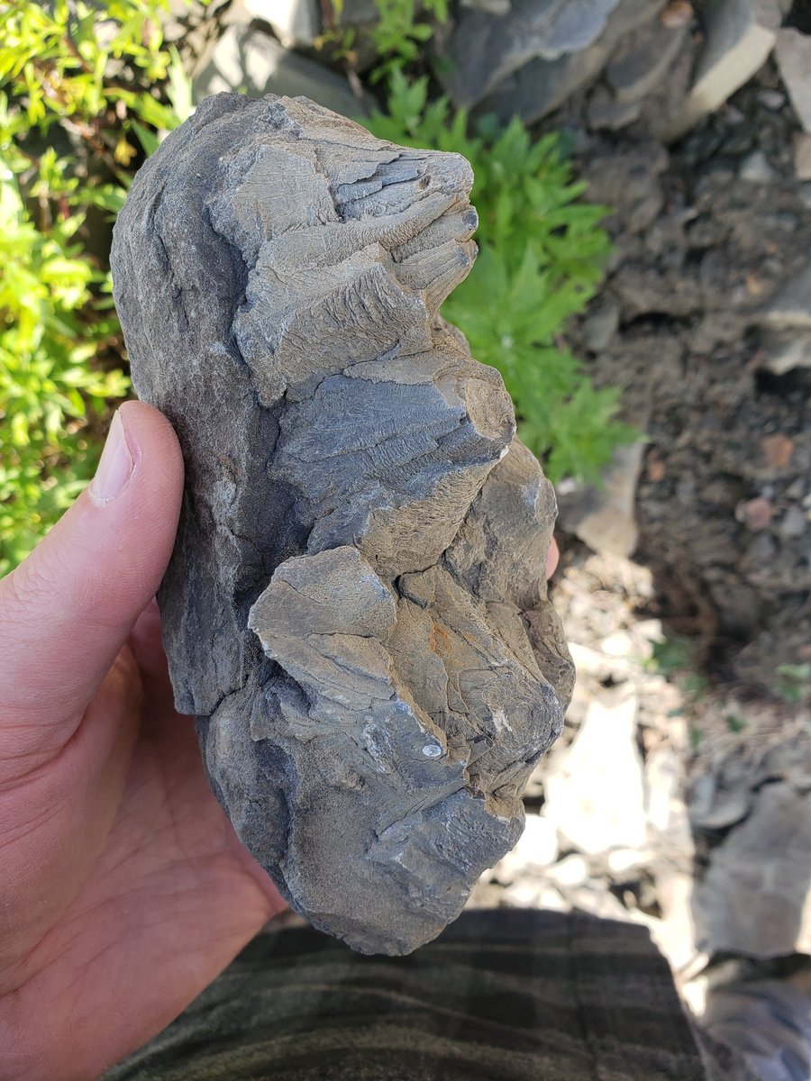SP_TheGeologist's tweet photo. Cone-in-cone structures from the Nanushuk Formation in Alaska! Wikipedia actually has a great write-up about them. Super weird and super cool. https://t.co/slMOKErEMO

#Geology #sedimentology https://t.co/9hCaiSIAMs