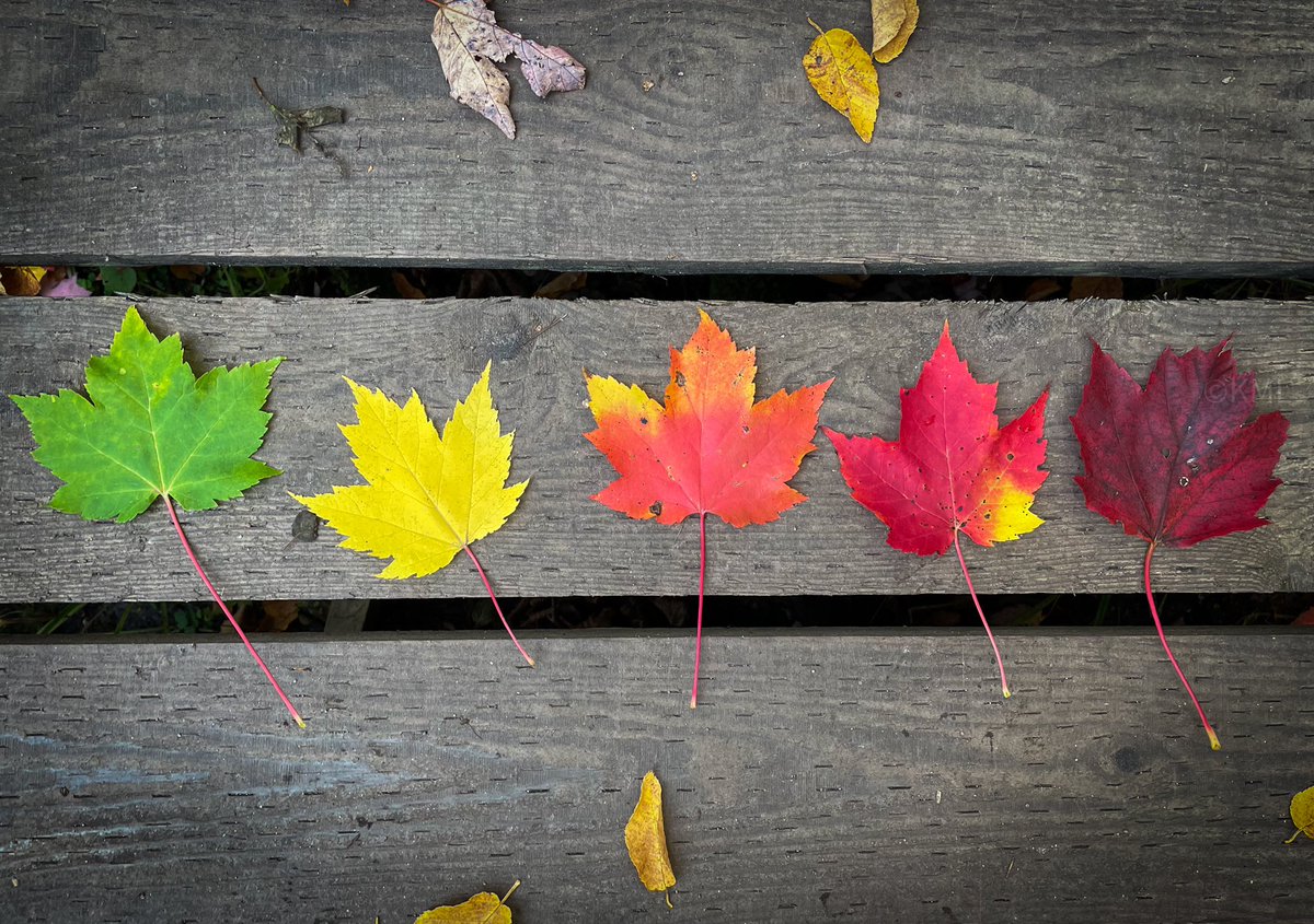 The phases of Autumn. 

#FallforCapeBretonl #Autumn #Canada #imagesofcanada