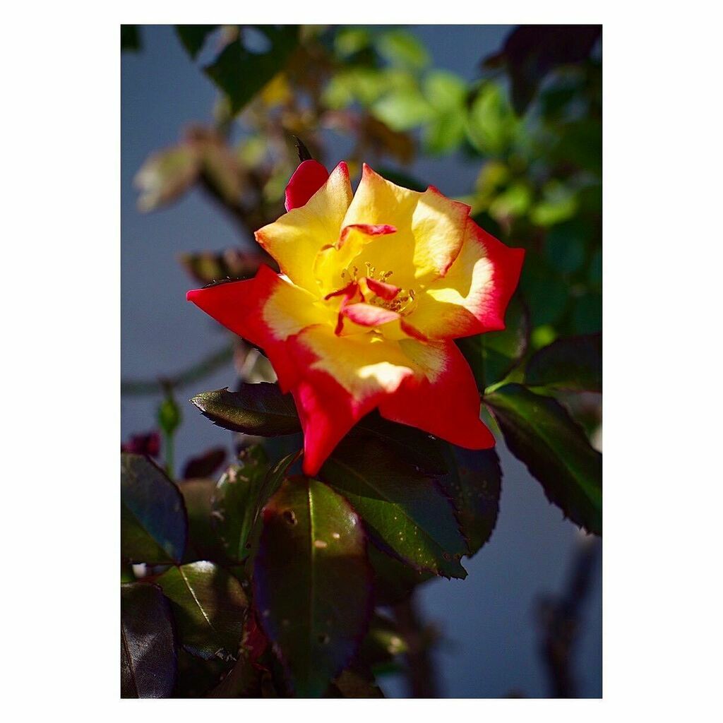 kikutaroid's tweet photo. 無題
#街歩き
#scene
#花 #flower
#植物 #plants
#路傍 #roadside
#pentax #pentaxk30 #k30
#smc #smcp #smcpentax #smcp5014 #kmount #singlefocuslens #mflens #oldlens
#retouched
#darkroomapp https://t.co/woncnAGBCA https://t.co/8xCstu43qv