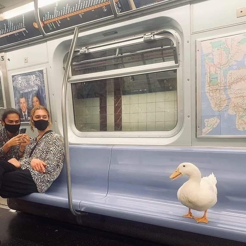 pedestrian's tweet photo. https://t.co/r5Zqrpz4GY