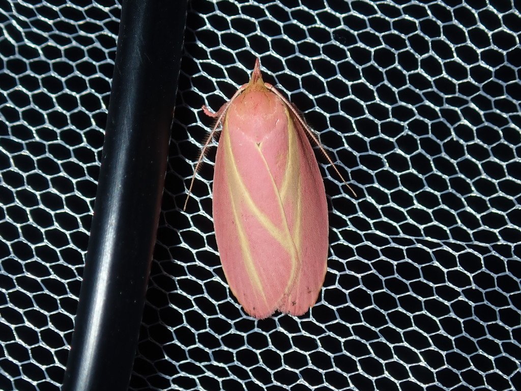 Thomas Mesaglio tweet media