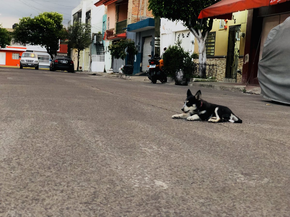 imlicblacky's tweet photo. ¡Humanos! Vivan despreocupados… https://t.co/gKFRlaQn3a