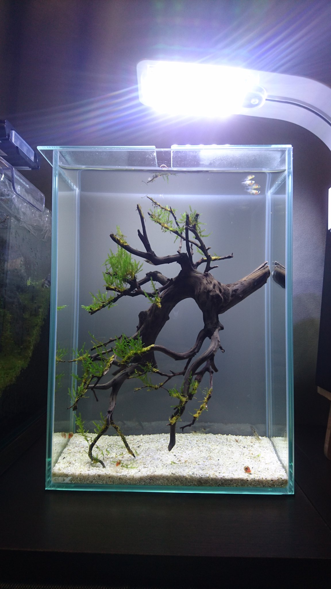 Georgie Aqua 昨夜水槽のメンテしてたら接着に使ったグルーガンがはがれまくって強制リセットになたよー 水換えツイートが死亡フラグになるとは Orz 今は現代アート風レイアウトになってます 笑 アクアリウム グラステリアフィット T Co