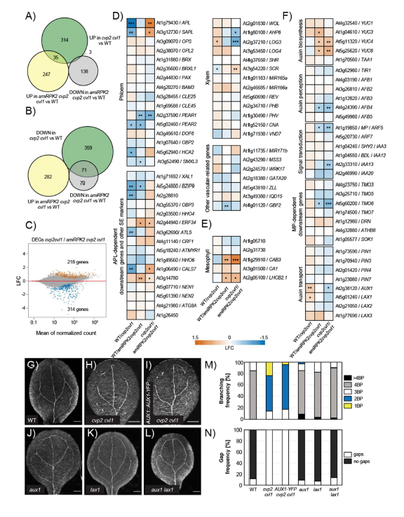 A molecular framework for proximal secondary vein branching in the Arabidopsis thaliana embryo <a href="/biorxiv_plants/">bioRxiv Plant Bio</a> <a href="/biorxivpreprint/">bioRxiv</a> biorxiv.org/content/10.110…