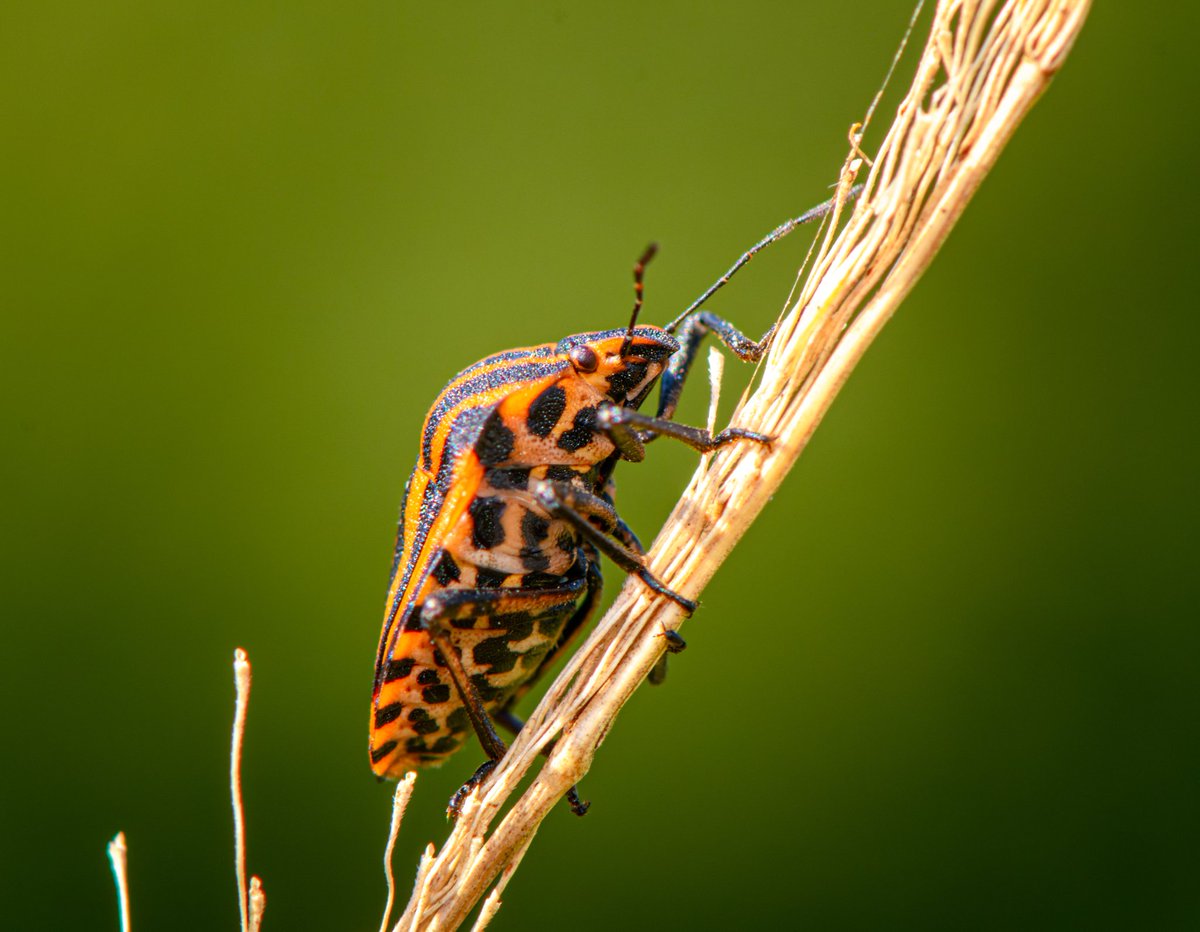 m2niac's tweet photo. Striped bug
---
#bug #beetle #stripedbug #insect #insectphotography #macroworld #macronature #macro_perfection #animal #wildlife #selectivefocus #details #nature #macro_mood #macrophotography #macrophoto #macro #closeup #photo #photographer #photography #фото #m_hladchenko https://t.co/kyxlBqHkMZ