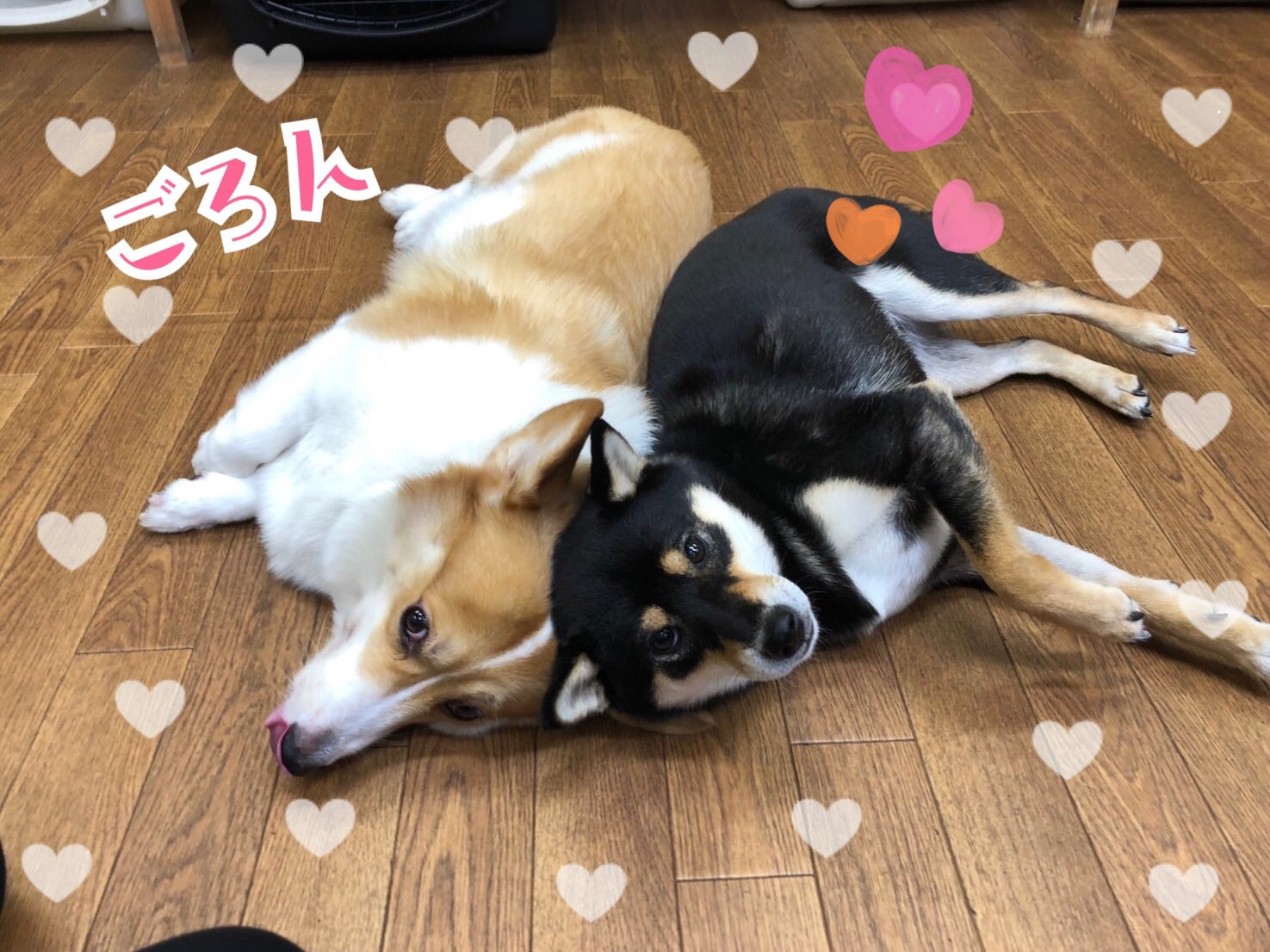 تويتر Ciao على تويتر スタッフ犬の誘惑の中でも集中できています ごろん も可愛く出来ました しつけ教室 犬の幼稚園 ドッグトレーナー ドッグスクール 中野区 ポメラニアン ラブラドール トイプードル 柴 Mix チワワ コーギー ミニチュア