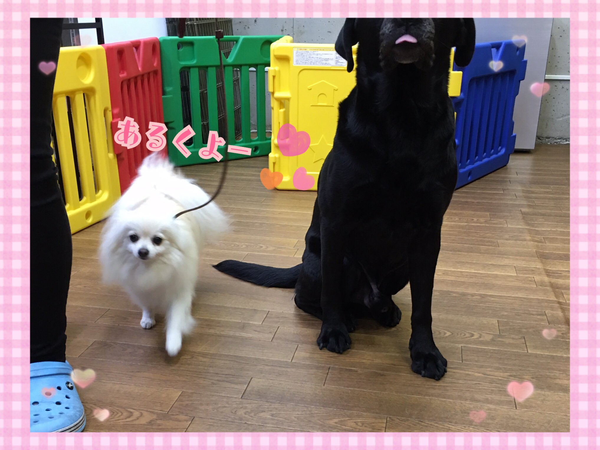 تويتر Ciao على تويتر スタッフ犬の誘惑の中でも集中できています ごろん も可愛く出来ました しつけ教室 犬の幼稚園 ドッグトレーナー ドッグスクール 中野区 ポメラニアン ラブラドール トイプードル 柴 Mix チワワ コーギー ミニチュア