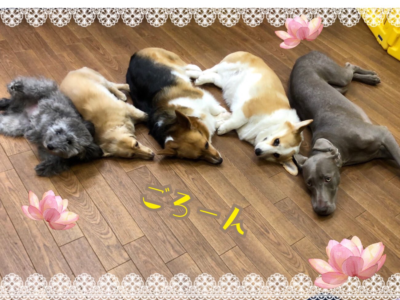 تويتر Ciao على تويتر スタッフ犬の誘惑の中でも集中できています ごろん も可愛く出来ました しつけ教室 犬の幼稚園 ドッグトレーナー ドッグスクール 中野区 ポメラニアン ラブラドール トイプードル 柴 Mix チワワ コーギー ミニチュア
