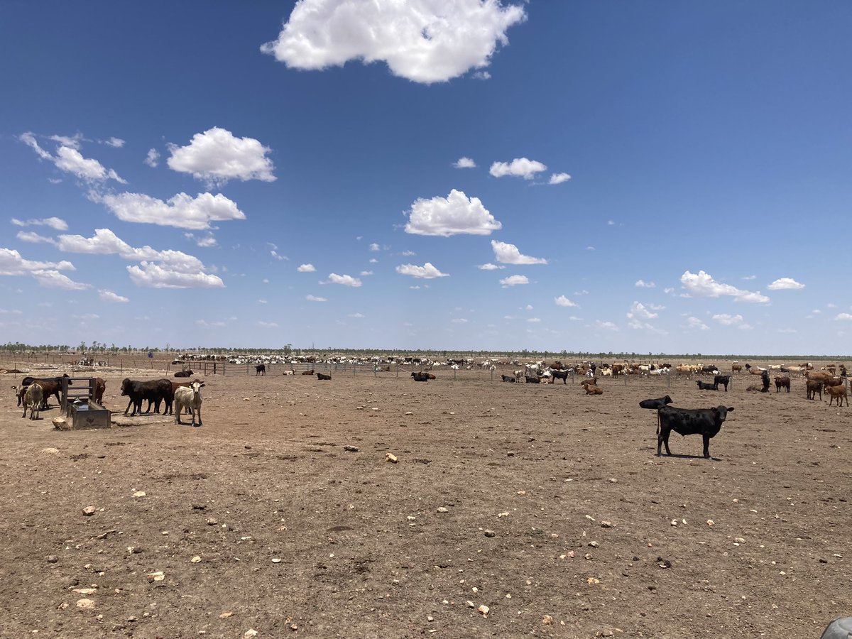 Michael Vaughan (@inchman007) on Twitter photo Visit to an ADM Corn Gluten Feed client West of Mt Isa. Weaner cattle progressing well on Rhodes Grass Hay & Corn Gluten Feed. Big sky country out here! <a href="/ADMaustralia/">ADM Australia</a> Visit to an ADM Corn Gluten Feed client West of Mt Isa. Weaner cattle progressing well on Rhodes Grass Hay & Corn Gluten Feed. Big sky country out here! <a href="/ADMaustralia/">ADM Australia</a>
