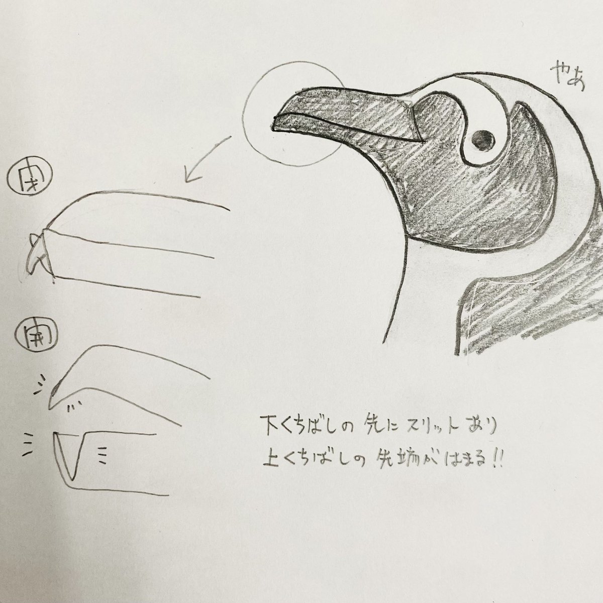 ケープペンギンのくちばしの構造について新しい知見を得たので絵を描きました。 