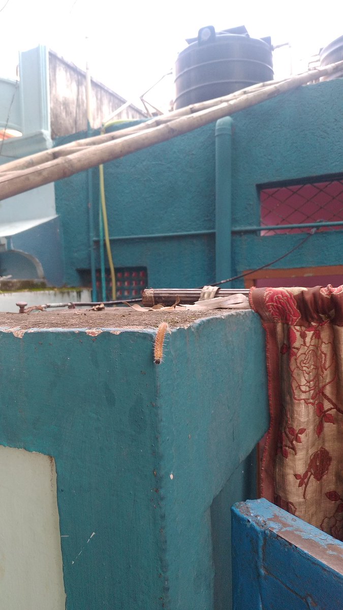 mujahidfrq's tweet photo. Dear @GHMCOnline  &amp; @Babafasiuddin Before I took it to the Twitter I tried many ways to solve this issue, we are living in hell situation from almost 4 years because of these caterpillars getting down from the trees. We have been informing to local leaders but no solution yet. https://t.co/t508DlIL4t