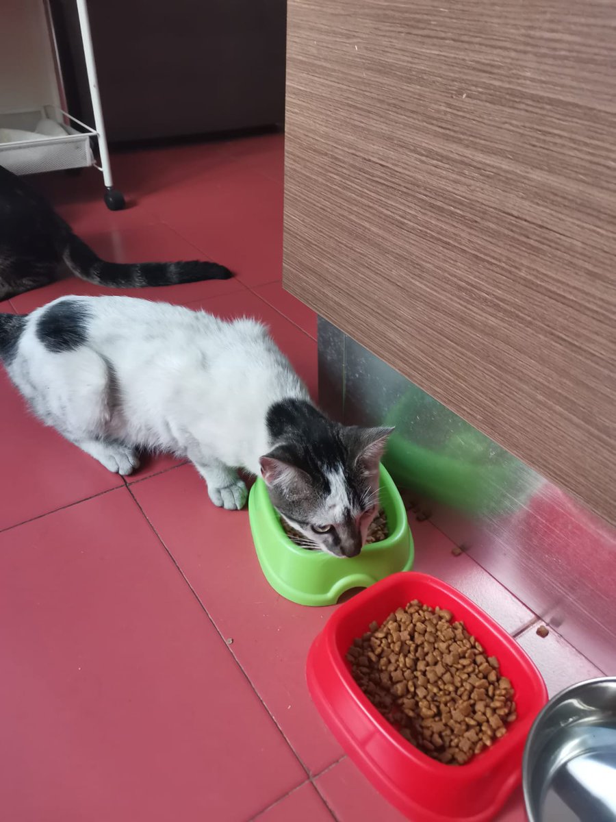 Kara_JesusDM's tweet photo. !!URGENTE!!
Gato en adopción.
Ayer encontré este gato, el cual fue abandonado. Es súper cariñoso y se nota que es doméstico, tendrá 3 o 4 meses. Yo no puedo quedármelo por tener dos. Difusión por favor. https://t.co/RbrAlVJq7D