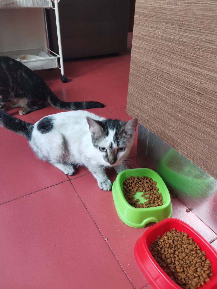 Kara_JesusDM's tweet photo. !!URGENTE!!
Gato en adopción.
Ayer encontré este gato, el cual fue abandonado. Es súper cariñoso y se nota que es doméstico, tendrá 3 o 4 meses. Yo no puedo quedármelo por tener dos. Difusión por favor. https://t.co/RbrAlVJq7D