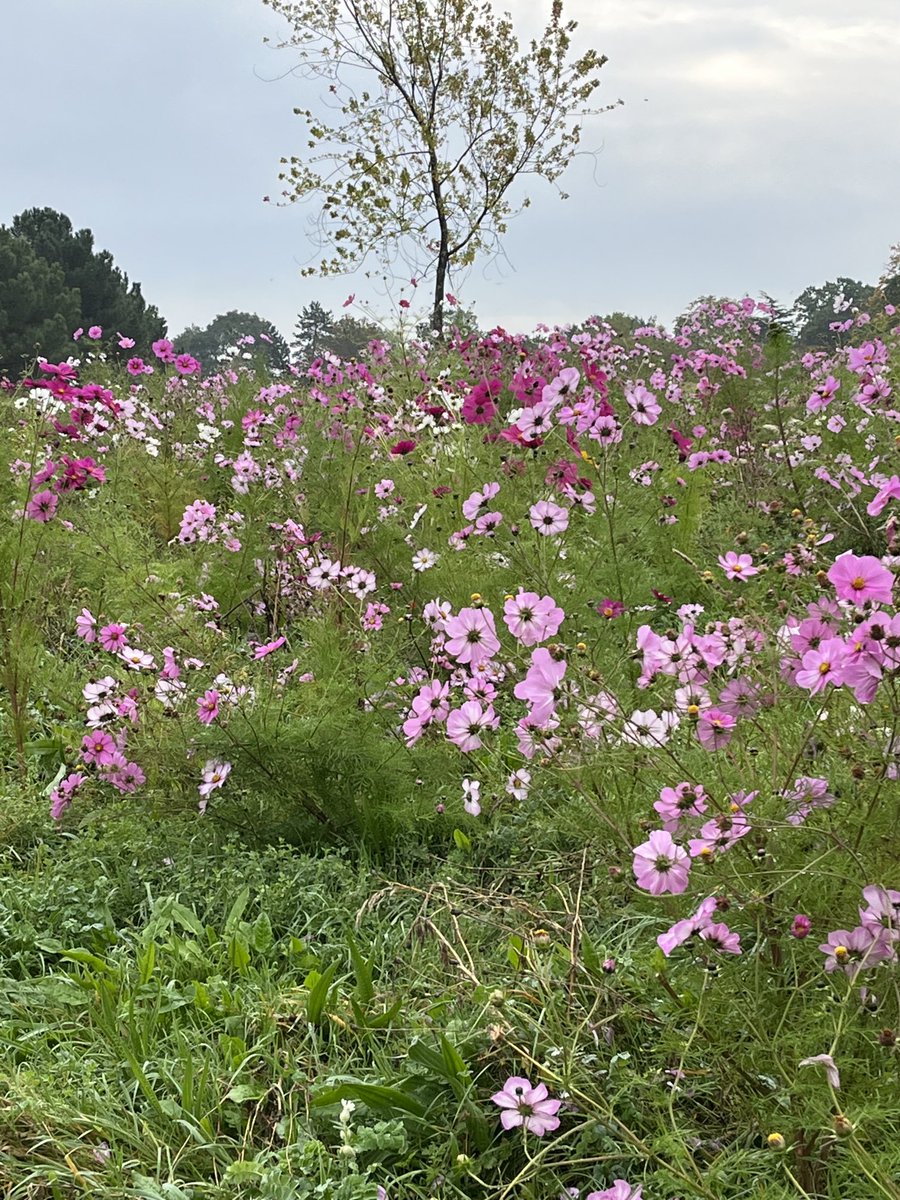 Elizabeth Hale tweet media