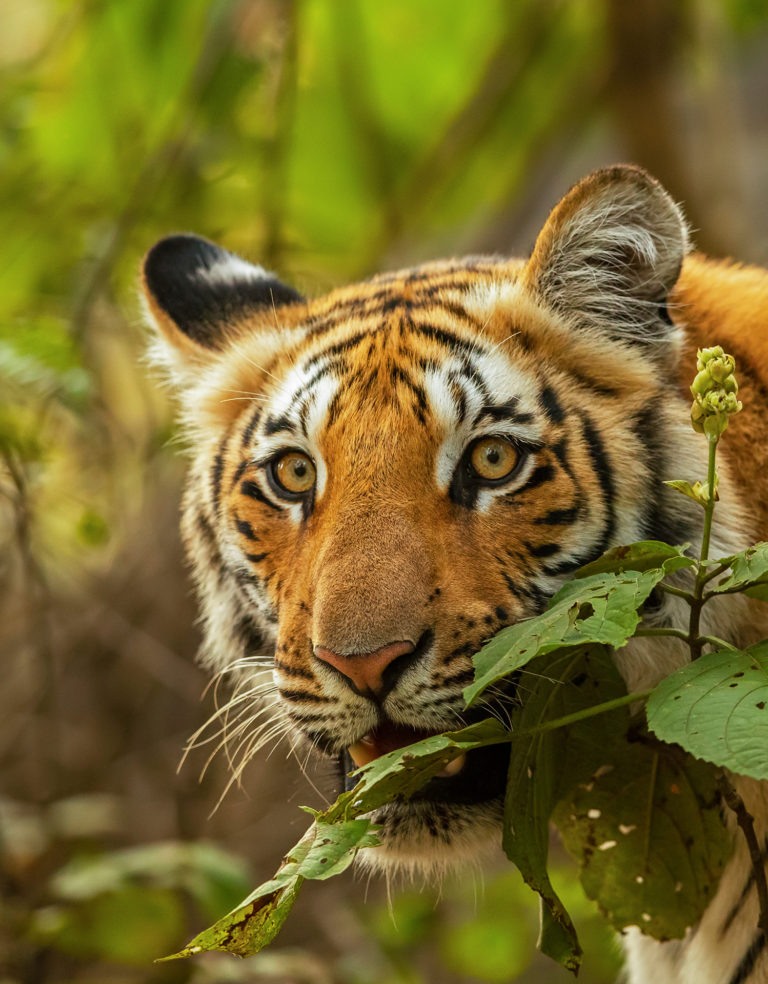 10 Things You Need To Know About Bengal Tigers