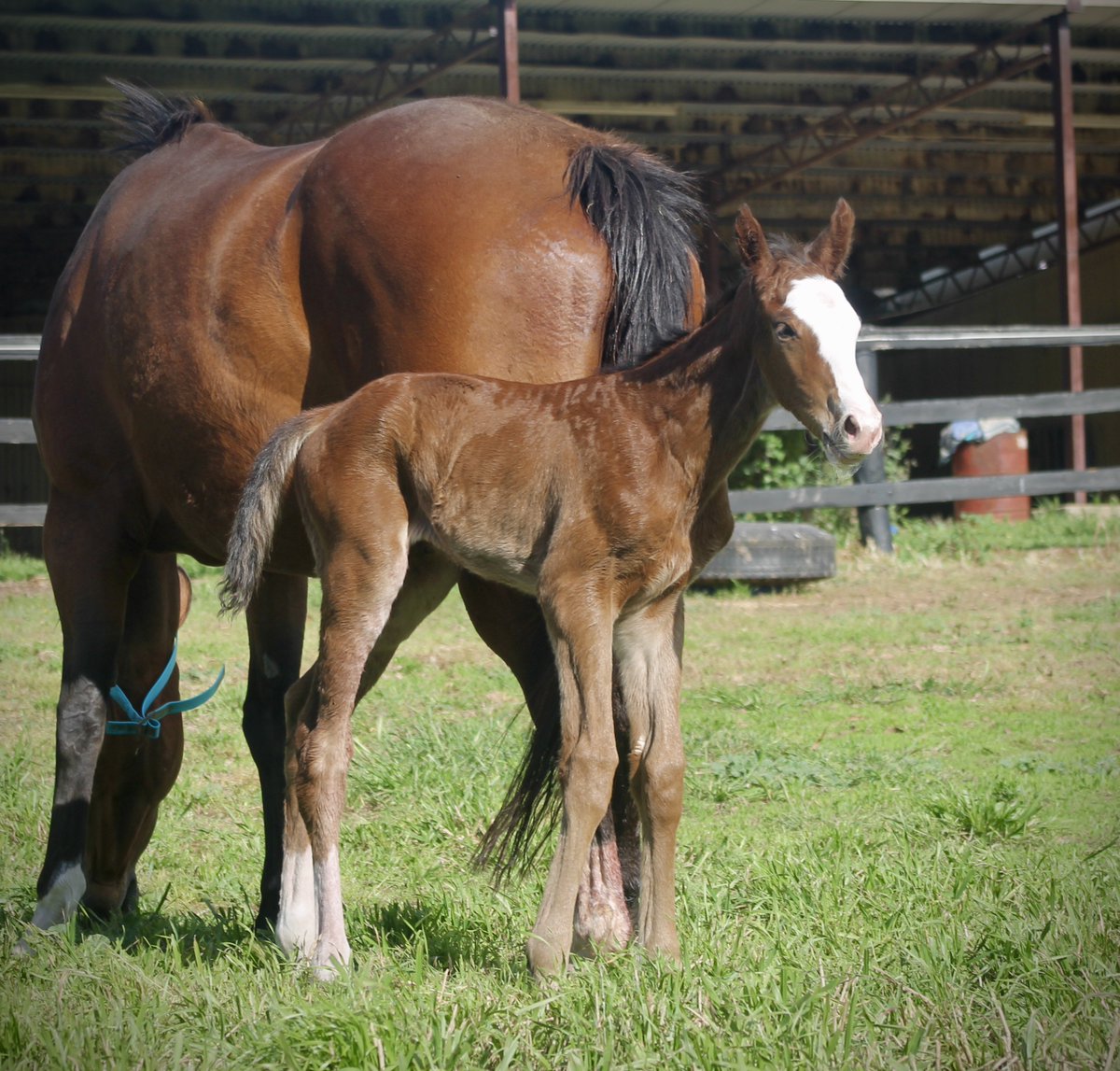 Wow. Highland Reel x Passport To Fun filly born at 11am this morning in the same paddock Apache Cat was born. Congratulations to owner John Orr.