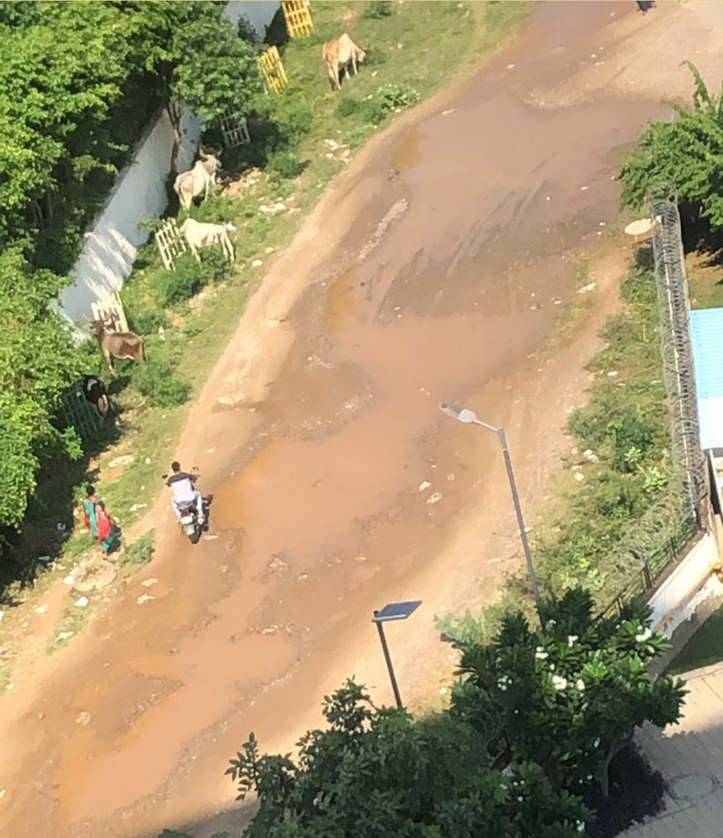 Manisha12305518's tweet photo. Attention Dengue Scare!! @OfficialGMDA @MunCorpGurugram @rakeshdaultabad @DC_Gurugram @cmohry @drive_palm
We Live in EMAAR The Enclave, sector 66. The adjacent road has waterlogged potholes  for years, serious health hazards, especially Dengue. Please cement the road urgently. https://t.co/s0mF0MlsOD