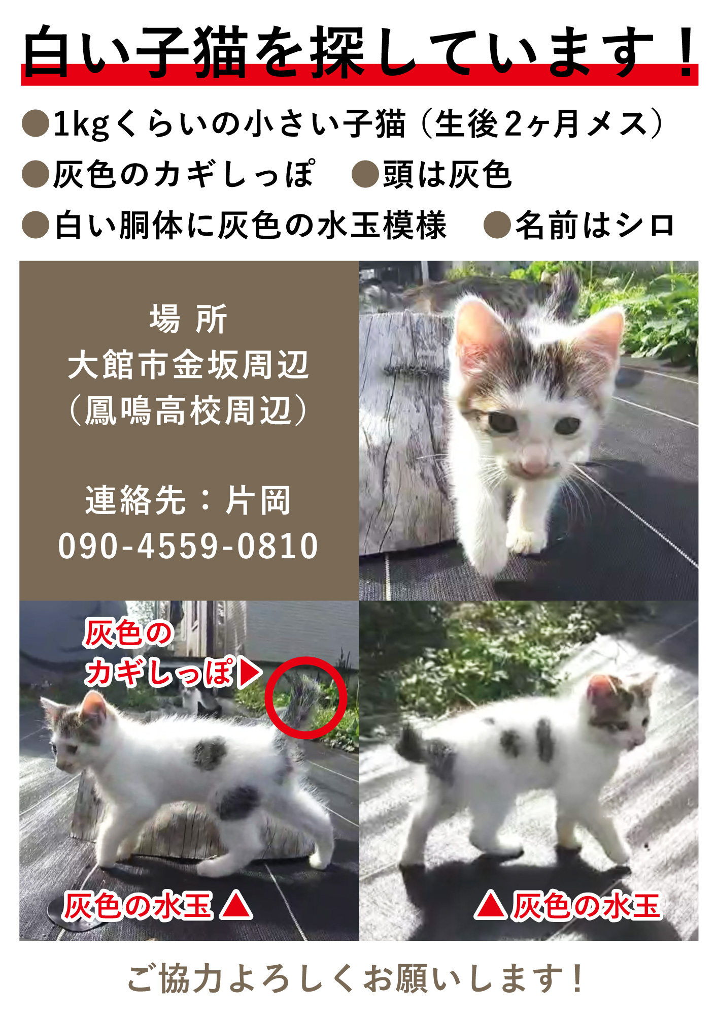 Takuma Ishiyama 白い子猫探しています 寒くなって来たので心配です 猫 猫探し 大館市 カギしっぽ 白い子猫 子猫 T Co P1e1gkkrcs Twitter