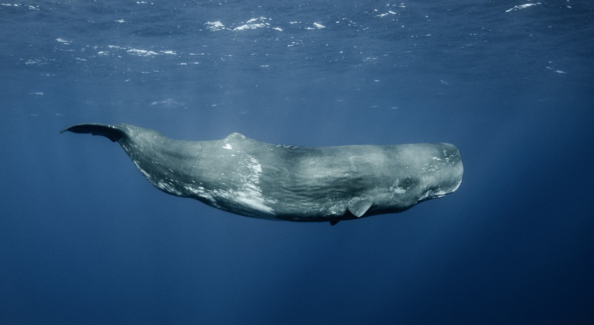 ☕️ Desayuna con nuestra newsletter diaria y el comentario de <a href="/aguedaGdD/">Águeda</a>. 

✅ 90 millones para proyectos transformadores que impulsen una recuperación verde.
mailchi.mp/iagua.es/newsl…

👥 Con <a href="/FBiodiversidad/">Fundación Biodiversidad</a>, <a href="/adecagua_es/">Adecagua 💧</a>, <a href="/LockenIberica/">Locken Ibérica</a>, <a href="/JHUESASL/">J. Huesa Water Technology</a>, <a href="/iservia/">💧 Ignasi Servià 📲</a>... ¡Y más!