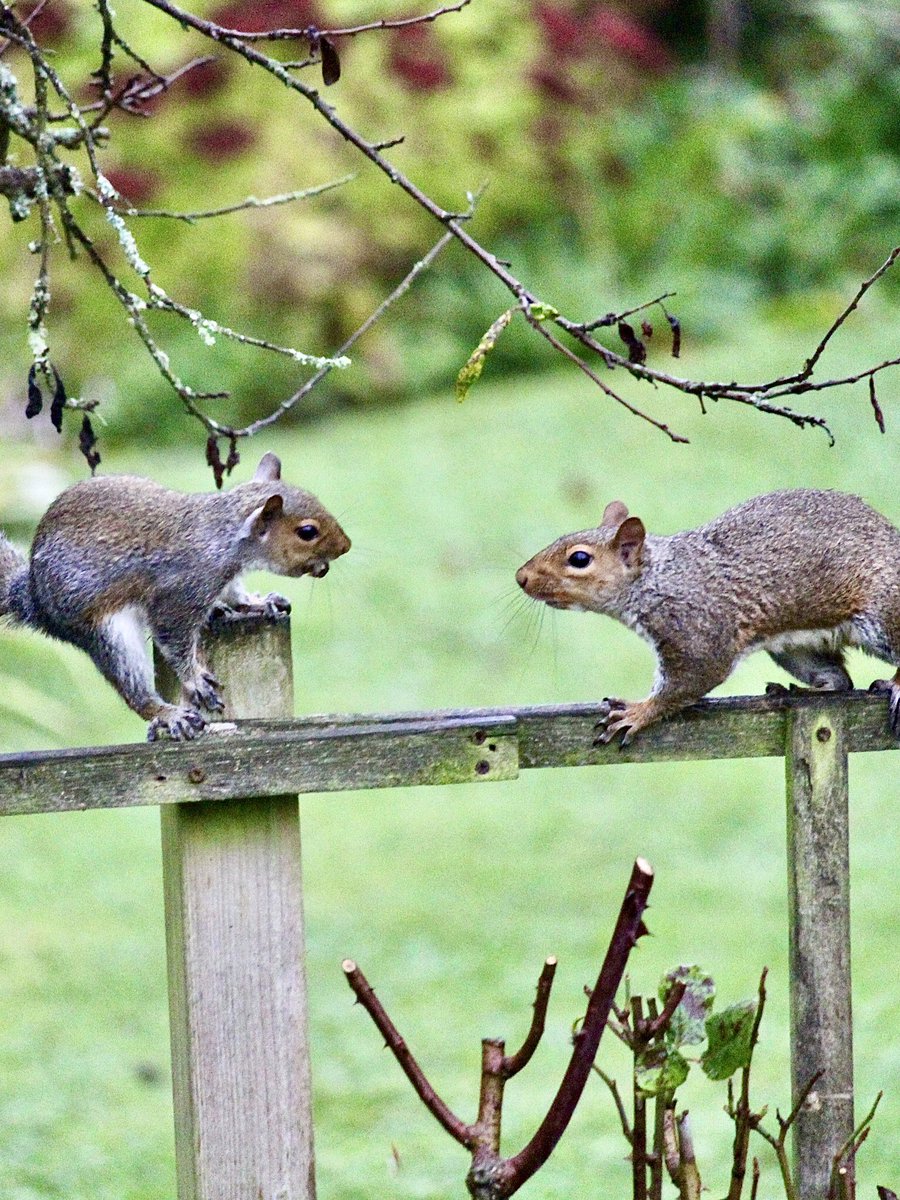 janepursey's tweet photo. Another grey day, so the squirrels are blending in nicely, - I think this is a mother and offspring as they didnโt fight and played up in the tree together #darnthings #squirrels #TwitterNatureCommunity https://t.co/lg1IwLYrux