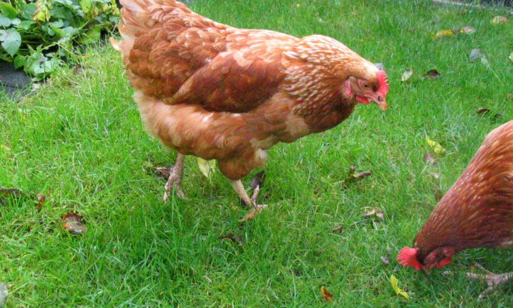 ChickensGreen's tweet photo. There has been a definite coolness in the air when I've been opening up the chicken coop in the morning and the evenings are getting shorter. Autumn is arriving here and I am happy because I love this time of year. https://t.co/WCFi1qNKhv