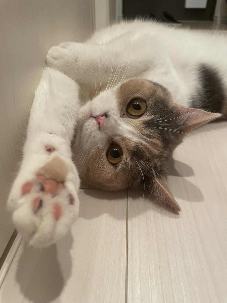 RcheiM's tweet photo. 改めて思うけど、私家で猫カフェ開けそう🐱💖わら
一人暮らしで猫3匹て☺️🔥 https://t.co/OOhdvIpkD6