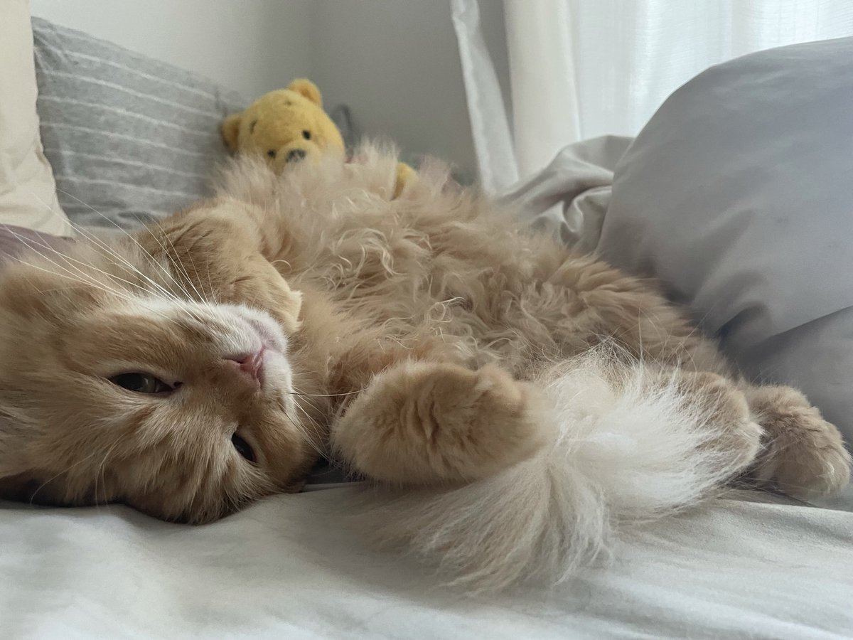 RcheiM's tweet photo. 改めて思うけど、私家で猫カフェ開けそう🐱💖わら
一人暮らしで猫3匹て☺️🔥 https://t.co/OOhdvIpkD6