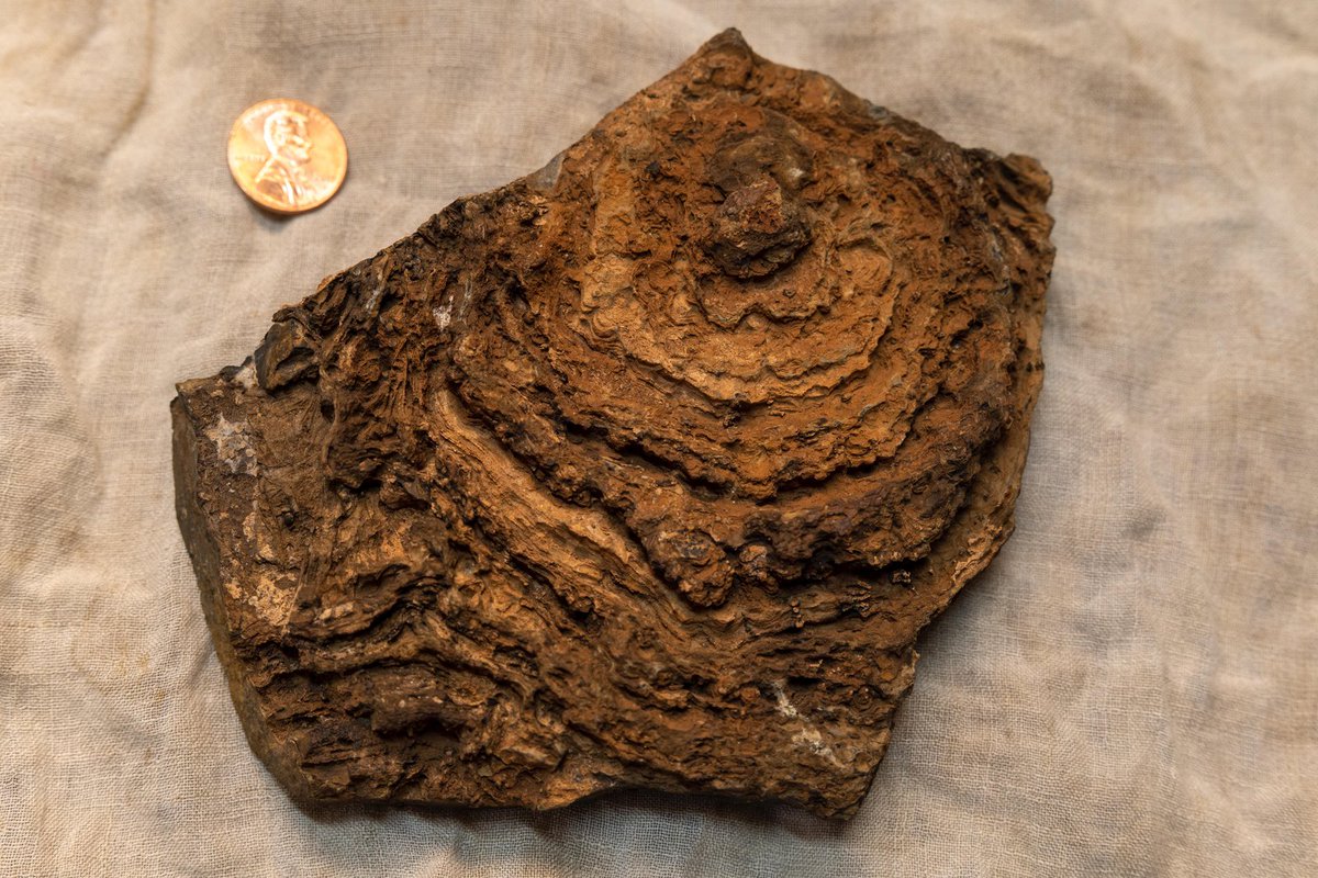 TheScientificF2's tweet photo. Our image this week features a 2.7 billion years old "Stromatolite" from an ancient lake.
Know more about our image of the week: https://t.co/JtaEdvllUI
#fossils #stromatolites #Evolution #evolutionarybiology #thescientificfactor #science #evolution #paleontology #scicomm https://t.co/p6HTCrEdp8