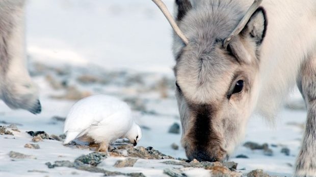 Herbivory Network (@herbivoryn) on Twitter photo Attention all #herbivorephiles... please consider this call for collaboration on a systematic review on herbivory! If interested in contributing please contact Laura Barbero-Palacios (laura@lbhi.is) <a href="/laurabarberop/">Laura Barbero-Palacios</a> Details here: herbivory.lbhi.is/2021/10/18/cal… Attention all #herbivorephiles... please consider this call for collaboration on a systematic review on herbivory! If interested in contributing please contact Laura Barbero-Palacios (laura@lbhi.is) <a href="/laurabarberop/">Laura Barbero-Palacios</a> Details here: herbivory.lbhi.is/2021/10/18/cal…