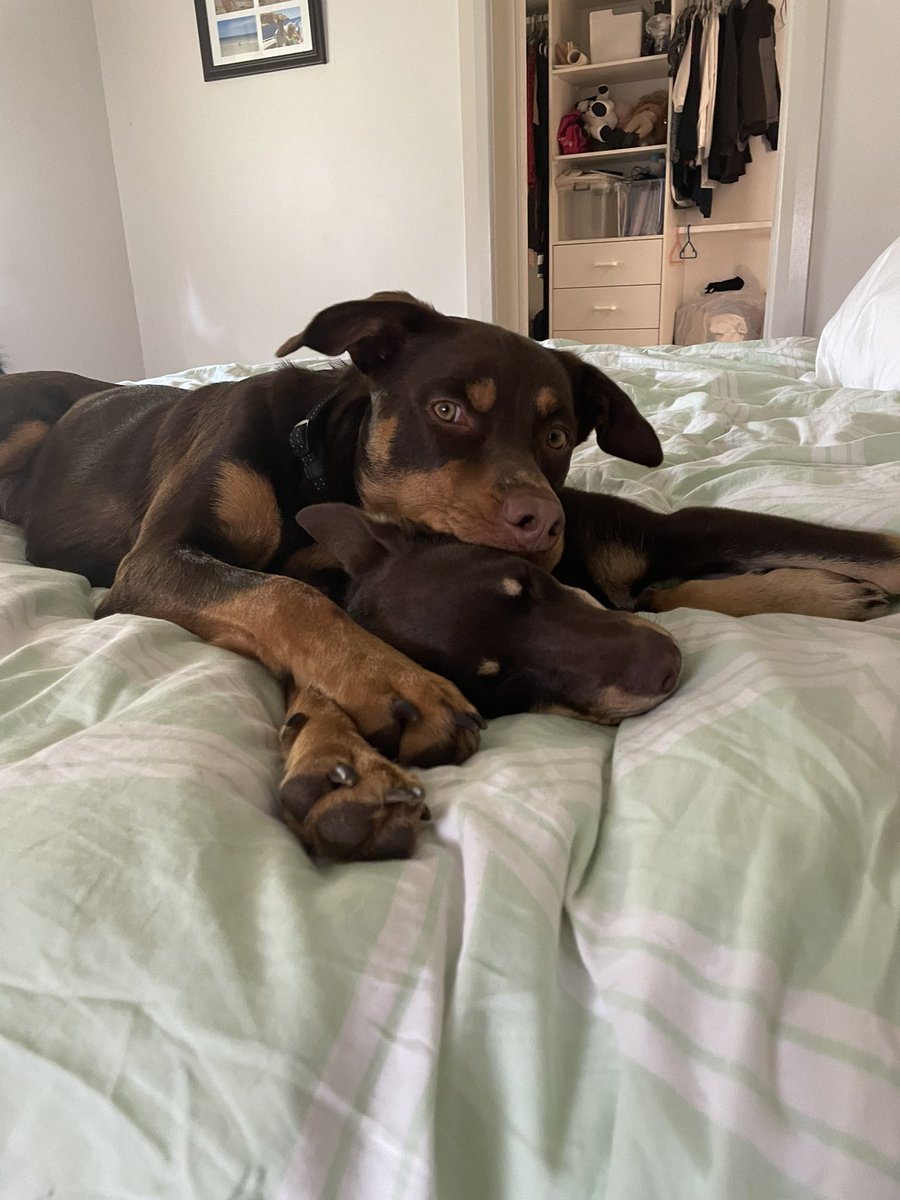 Lisa_JaneR's tweet photo. @Mel_KelpieMum Hope you’re feeling better today with the treatment and pain relief. Here’s some Kelpie spam to make you smile https://t.co/aELqZBl3pf