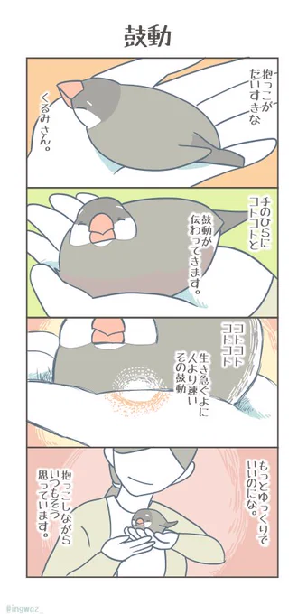 #文鳥 #buncho #javasparrow 