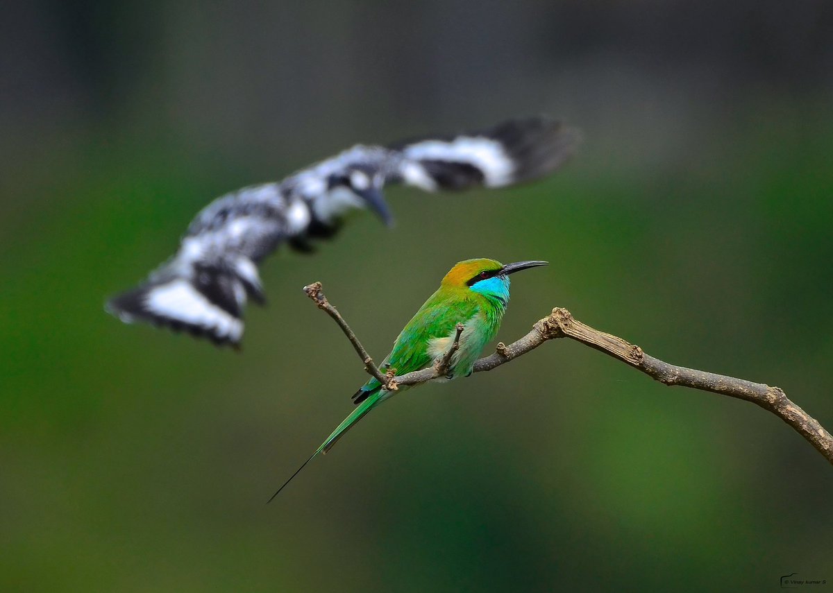 The pied background!
#bird #birdsofinstagram #birdphotography #beeeater #greenbeeeater #photography #nikon #nikonindiaofficial #nature #mysore #karnataka #nikon200500 #throughmylens #bbcwildlifemagazine #bbcearth  #indianwildlife #wildlifephotography   #kingfisher #piedkingfisher