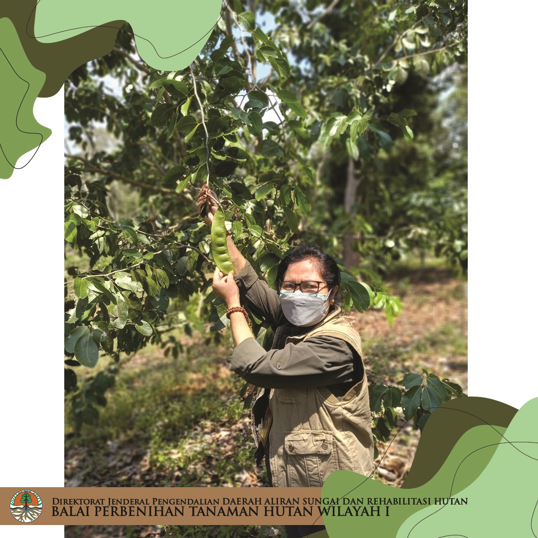 bpthwilayah1's tweet photo. Halo, #insanbenih !
Ini nih Areal Sumber Daya Genetik (ASDG) Merbau (Intsia bijuga) yang kami bangun dan kembangkan di Kemampo, Banyuasin, Sumatera Selatan.

Seluruh tegakannya sudah berbuah lho! 🌱

#KLHK #ASDG #insanbenih #sobatbenih #sobathijau https://t.co/Lt0hy7OSRv