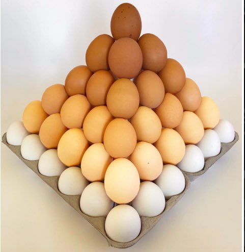 tamaampoultry's tweet photo. An Egg a Day Keeps the Doc away..! #TamaamEggs #YourSourceOfProtein https://t.co/4vDOGeznts https://t.co/4BdirweeL8