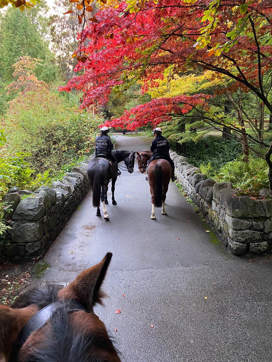 VPDHorses's tweet photo. Beautiful fall colours in #StanleyPark @VancouverPD #policehorses #FallInVancouver https://t.co/kobAUAUJ3C