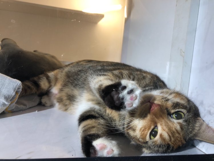 catzoniaLIVE's tweet photo. 🐾Kayla🐾

📍Catzonia Johor Bahru https://t.co/4SUs60jCrm