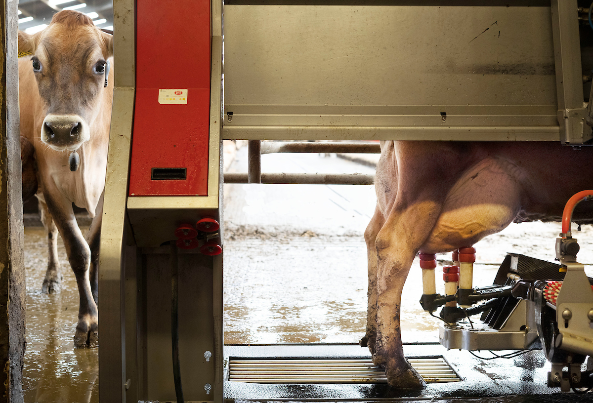 AHDB_Scot's tweet photo. Join us tomorrow for a live webinar at 12pm with Gareth &amp; David Owen, hosts of our new #StrategicDairyFarm @PotstownFarm. They will provide an overview of its background, operations &amp; the team involved. Book now https://t.co/JR36ych1oO @ahdb_dairy @scotdairyhub @Doreen_andersx https://t.co/1tnIc4ZMmY