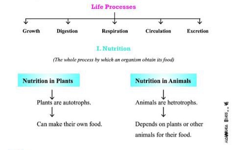 SrjScienceHub's tweet photo. ❝ Life Processess ❞

#srjsciencehub #science #studygram #biology #study #biologynotes #sciencenotes #biologystudent #sciencefacts #lifeprocess #biologyclass #nutrition #biologyteacher #biologymemes #biological #biologist #selfstudy #biolovers #sciencelover #sciencefacts https://t.co/mBsplbT4JK