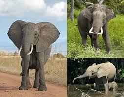 HHMU_Banksia's tweet photo. Don't be like #Elon
#Musk
#Tusk #Tusk #Tusk...
#Ebony & #Ivory!
#Herd #Heard #Immunity #Selective #HEARING!
#Ecocide
#NOW!
#Enforce #DivineLaw!
#Gaia #Calling...@elonmusk #BioPic #WeirdLookingDICK! https://t.co/rRTFRH7YSn
