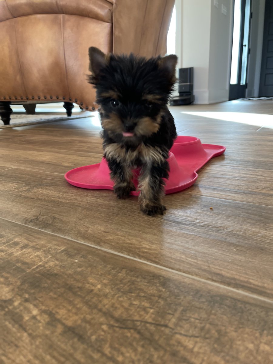 tylerfurqueron's tweet photo. everybody meet Riggins 💖 https://t.co/17uYxmZWex