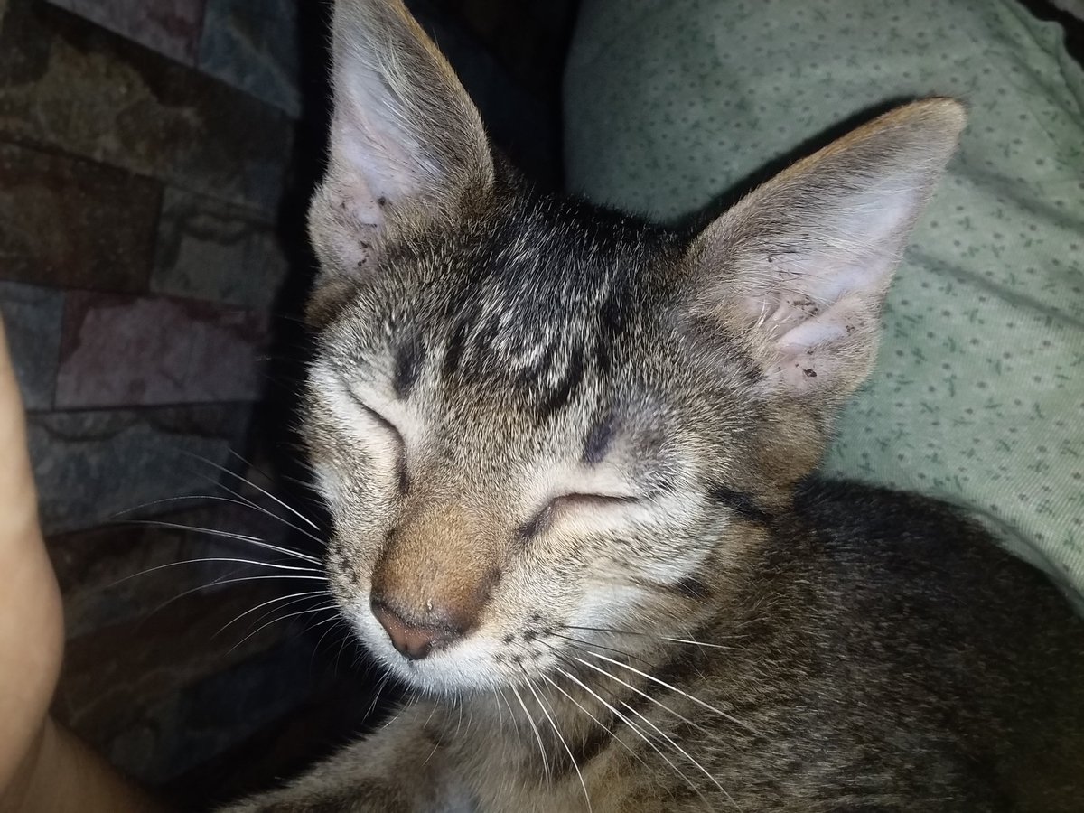 BBitizens's tweet photo. @BitLifeApp Her name is Angela🐱💚 https://t.co/aG1fBPPfSo